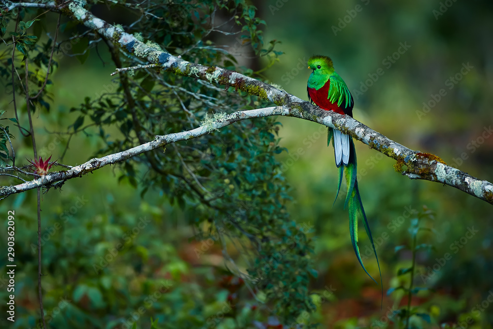 Resplendent Quetzal, Pharomachrus mocinno. Green bird from Costa Rica. Bird with long tail. Wildlife scene from rain forest. - obrazy, fototapety, plakaty 