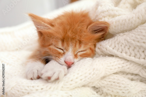 Cute little red kitten sleeping on white knitted blanket