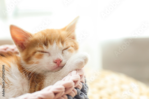 Cute little red kitten sleeping in knitted basket at home