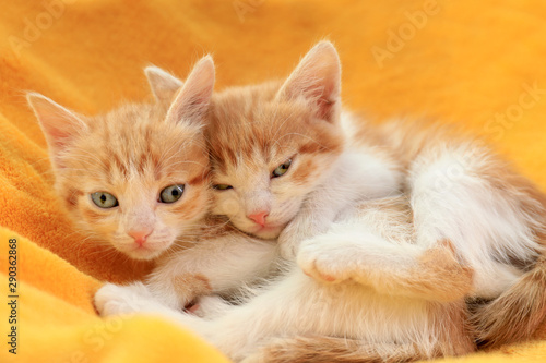 Cute little red kittens on yellow blanket