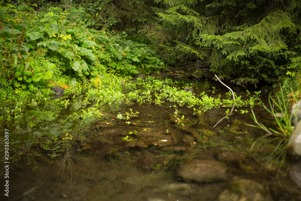 Stream Rackova, High Tatras, Slovakia