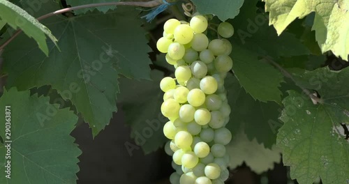 Grüne Weintrauben Makro Kamerafahrt 4k DCI