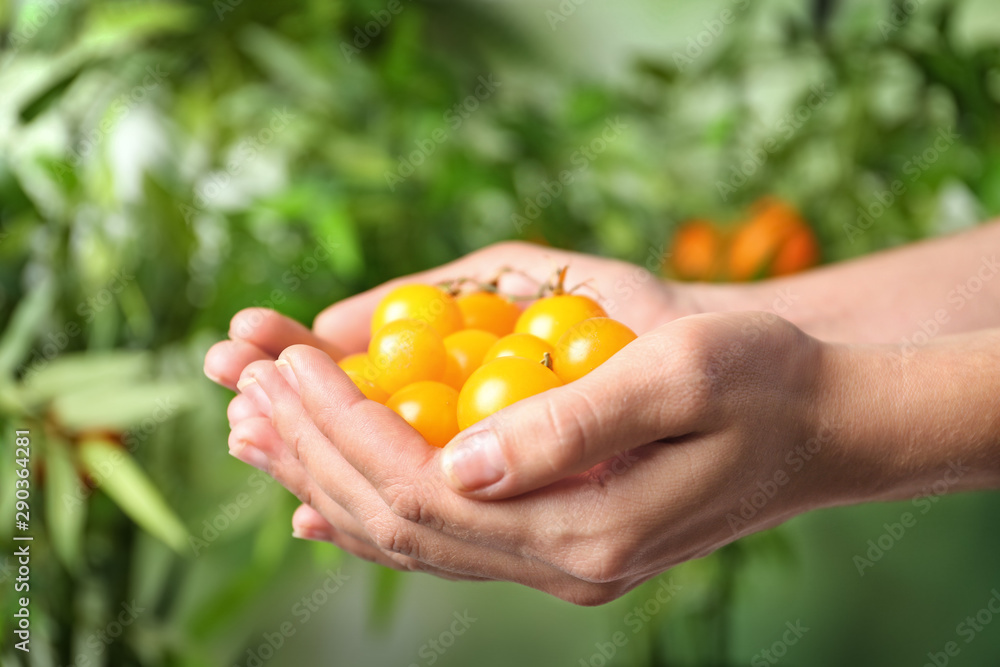 Woman holding ripe yellow cherry tomatoes against blurred background, closeup Woman holding ripe yellow cherry tomatoes against blurred background, closeup