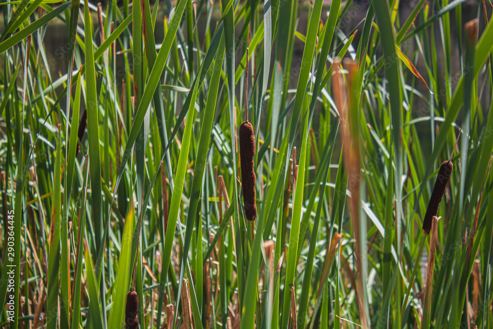 Obraz premium grass on a background
