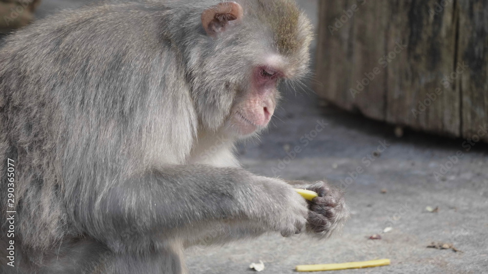 Portrait of a japanese macaque (snow monkey) Portrait of a japanese macaque (snow monkey)
