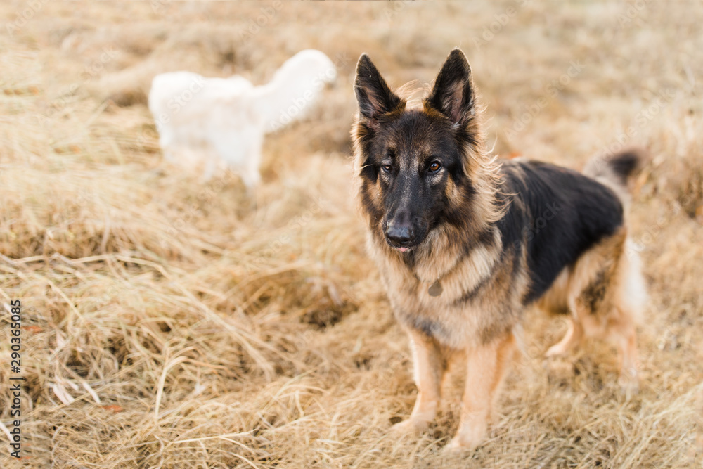 German shepherd standing in wind German shepherd standing in wind