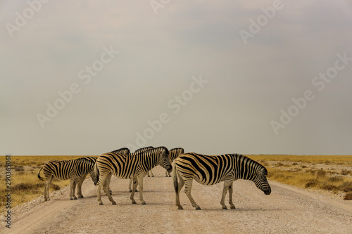 Family of three zebras crossing dirt road in Palmwag concession during afternoon, Namibia, Southern Africa photo