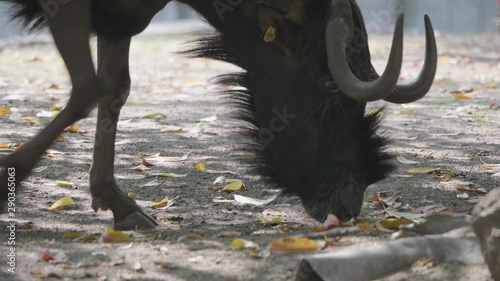 Sable antelopes eating leaves on the ground photo