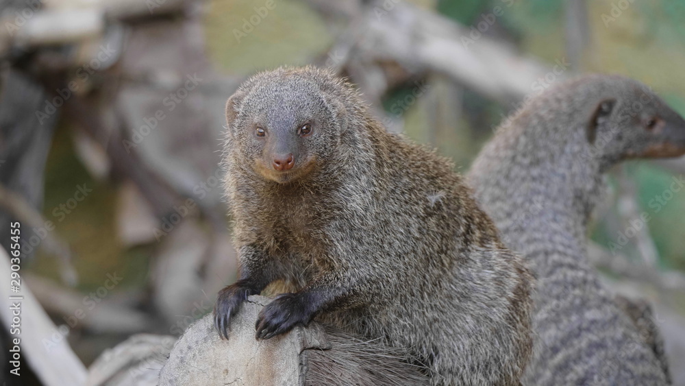 Banded mongoose (mungos mungo) resting in the sun Banded mongoose (mungos mungo) resting in the sun