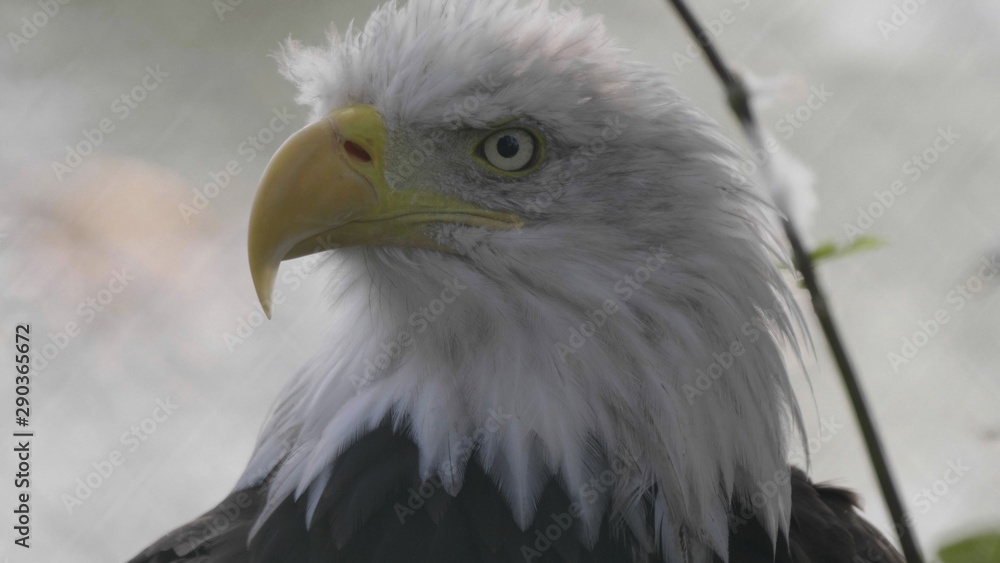 Bald Headed Eagle, close up shot with blurred background Bald Headed Eagle, close up shot with blurred background