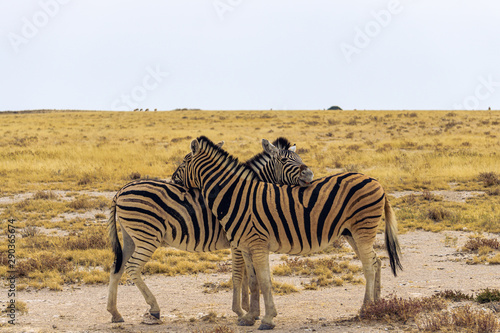 Beautiful zebras cuddling etosha namibia