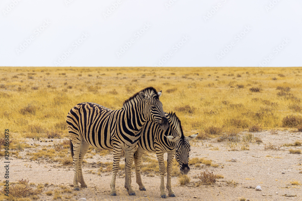 Naklejka premium Two hartmann mountain zebras. Seen during safari tour at Namibia, Africa.