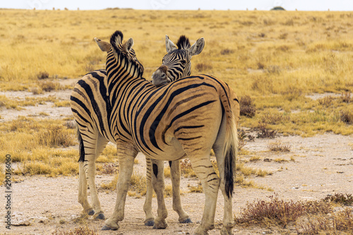 Beautiful zebras cuddling namibia etosha