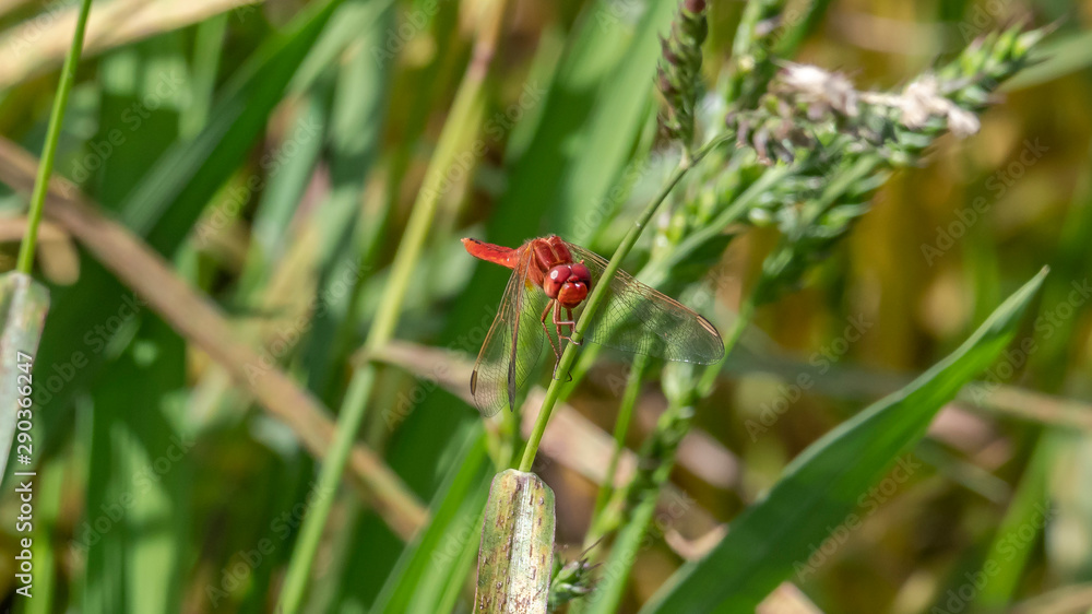 ladybird on leaf ladybird on leaf