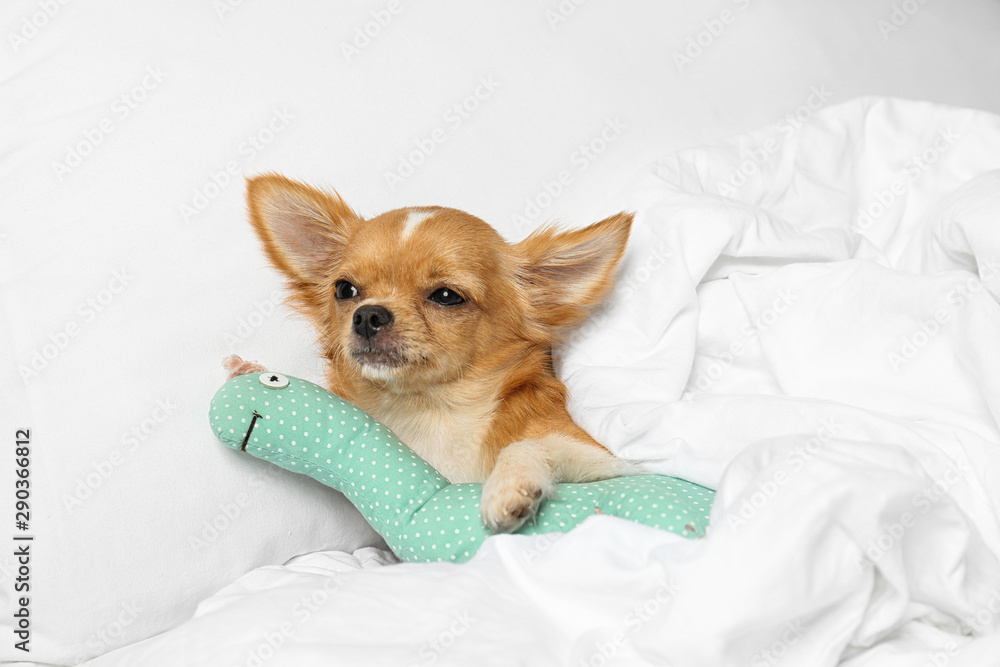 Cute sleepy small Chihuahua dog with toy in bed Cute sleepy small Chihuahua dog with toy in bed