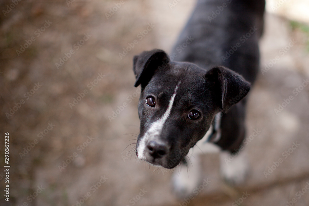 Portrait of a dog Portrait of a dog