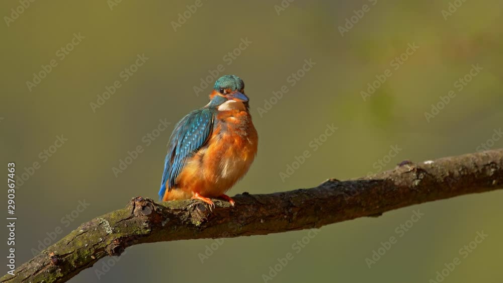 Common kingfisher (Alcedo atthis) preening Common kingfisher (Alcedo atthis) preening
