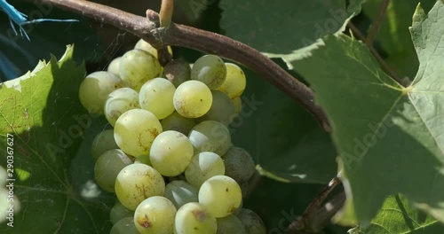 Grüne Weintrauben Makro Kamerafahrt 4k DCI