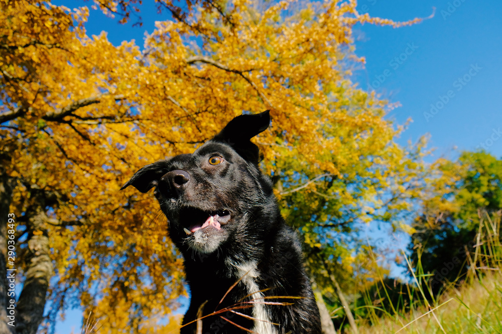 Funny dog under fall season trees, yellow autumn color with pet outdoors. Funny dog under fall season trees, yellow autumn color with pet outdoors.