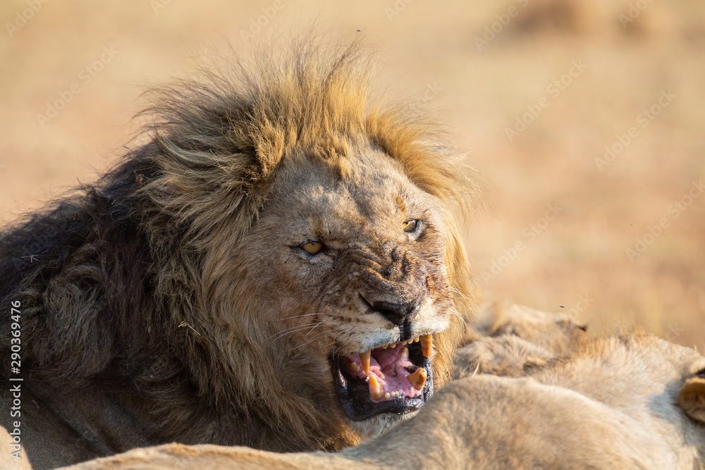 Fototapeta premium Angry and hungry lion feed on the carcass of dead rhino