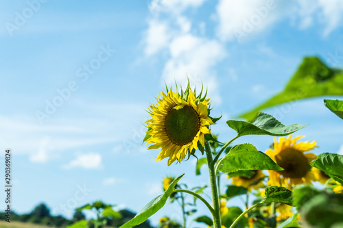 A single sunflower against the blue sky. Standing tall. Powerful concept.   sterlen  Sweden.