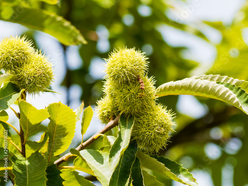 (Castanea sativa) Sweet chestnut with fruits in their husks with spiny cupules