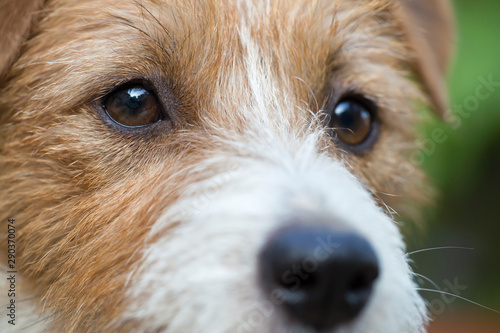 Face and eyes of a beautiful thinking jack russell pet dog, close-up