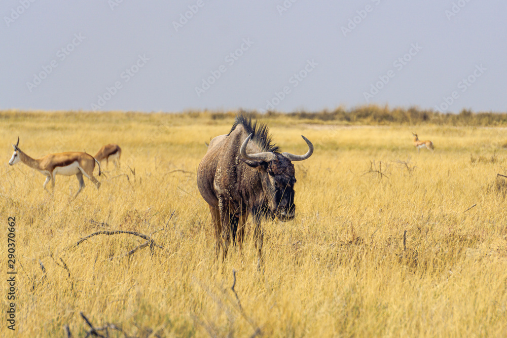 africa gras wildebeest namibia etosha africa gras wildebeest namibia etosha