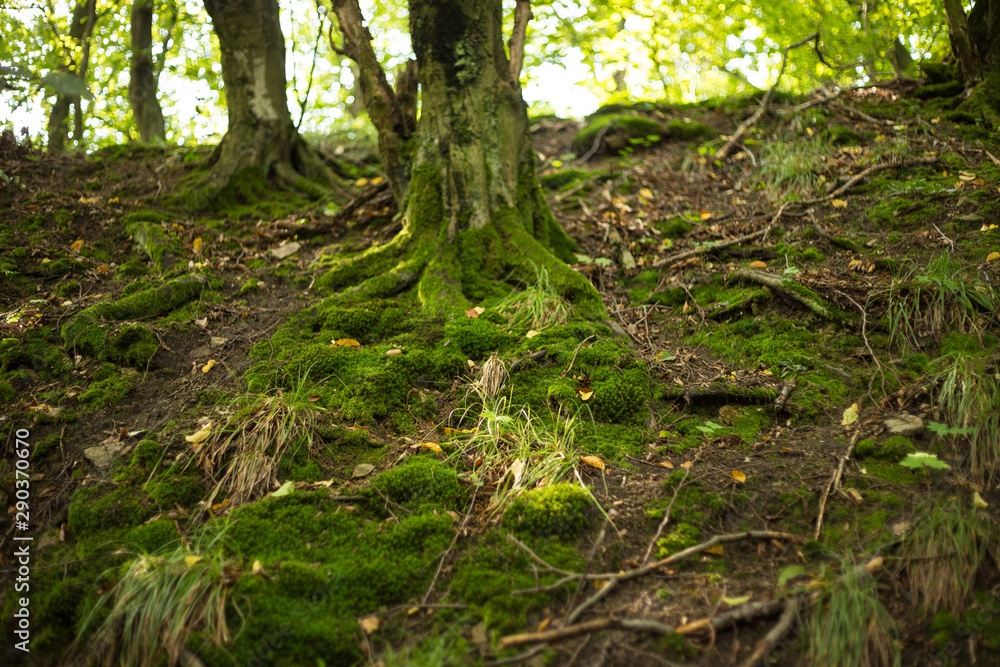 Old forest near White stone castle, Slovakia, Svaty Jur Old forest near White stone castle, Slovakia, Svaty Jur