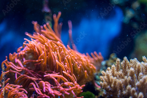 tropical orange and pink corals underwater in blue light photo