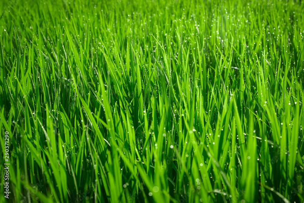 Obraz premium Green juicy grass close-up. Background of green young grass. Green grass background. Young growing rice