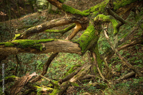 Old forest near White stone castle, Slovakia, Svaty Jur