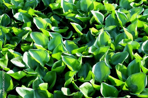 A group of water hyacinth plant growing on the water surface with dark background and sun light 