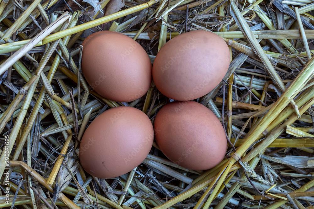 Four Chicken Eggs in Straw Four Chicken Eggs in Straw