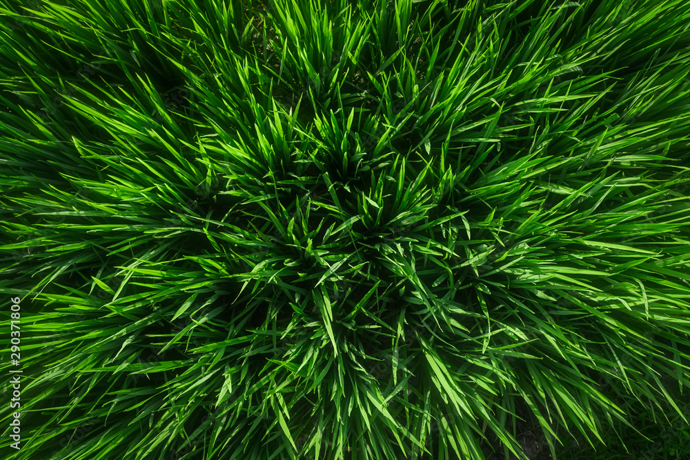 Green juicy grass close-up. Background of green young grass. Green grass background. Young growing rice. Top view. Green juicy grass close-up. Background of green young grass. Green grass background. Young growing rice. Top view.
