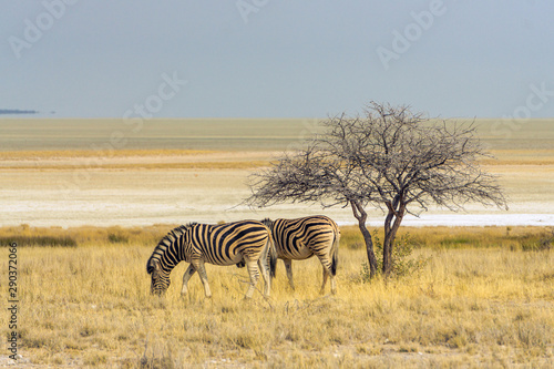 etosha pan desert zebras eating grass photo