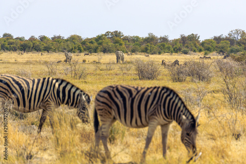 elephants walking and zebras in foreground photo