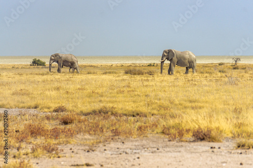 two elephants walking desert