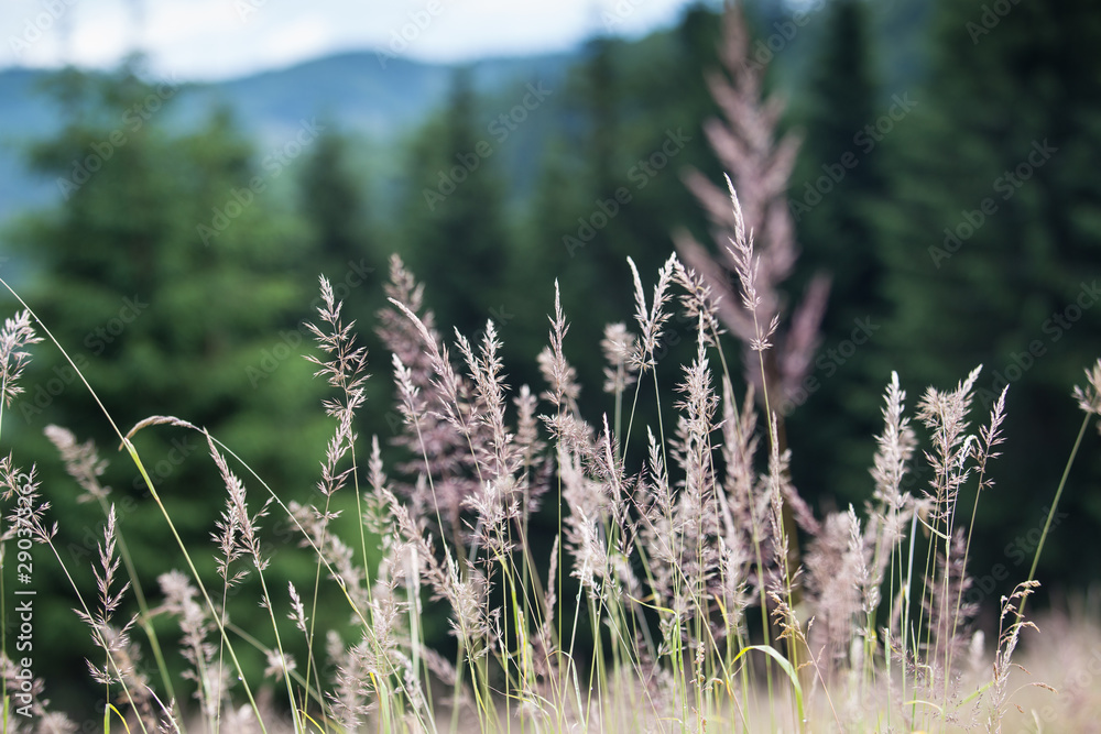 Fototapeta premium Meadows in Slovakia Paradise, Kopanec