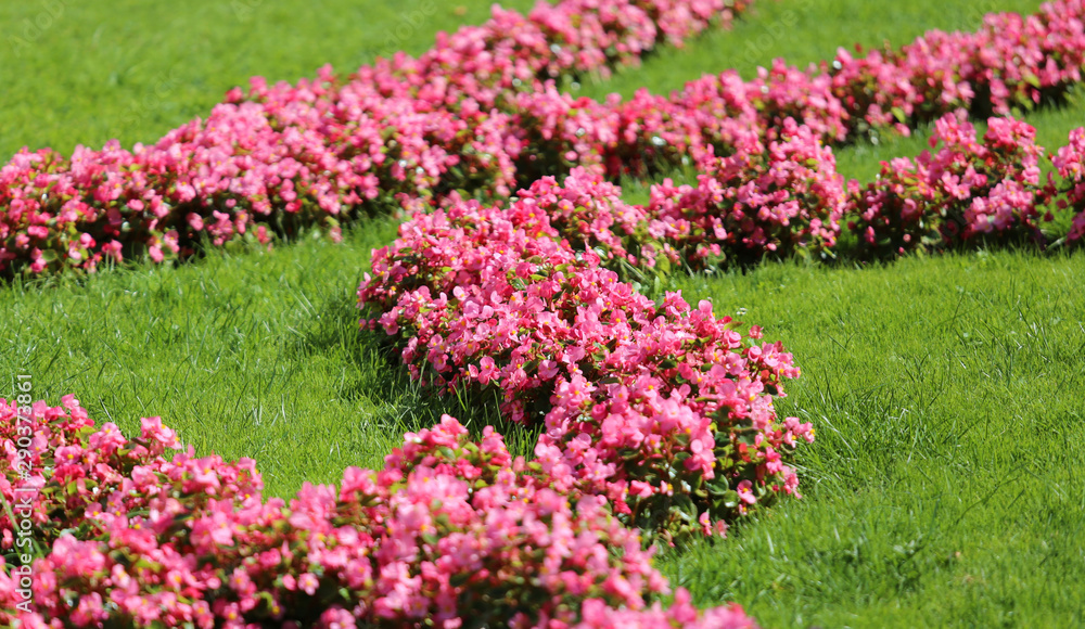 pink flowers in the european Garden pink flowers in the european Garden