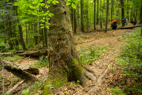 Old tree in Udava reservation, Slovakia photo