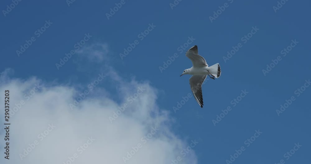 Seagulls flying in blue sky. Good weather with strong wind. Seagulls flying in blue sky. Good weather with strong wind.