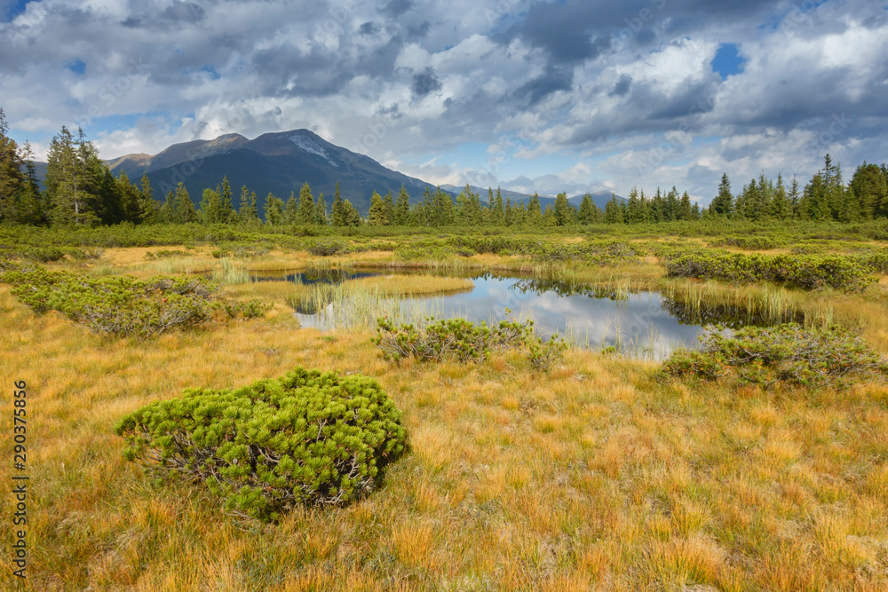 Teich im herbstlichen Moor umrandet von Kiefern und gelbem Gras