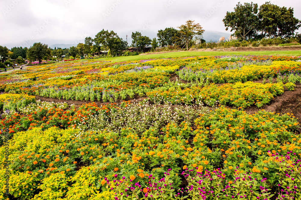 久住の秋の寄せ植え花壇stock Photo Adobe Stock
