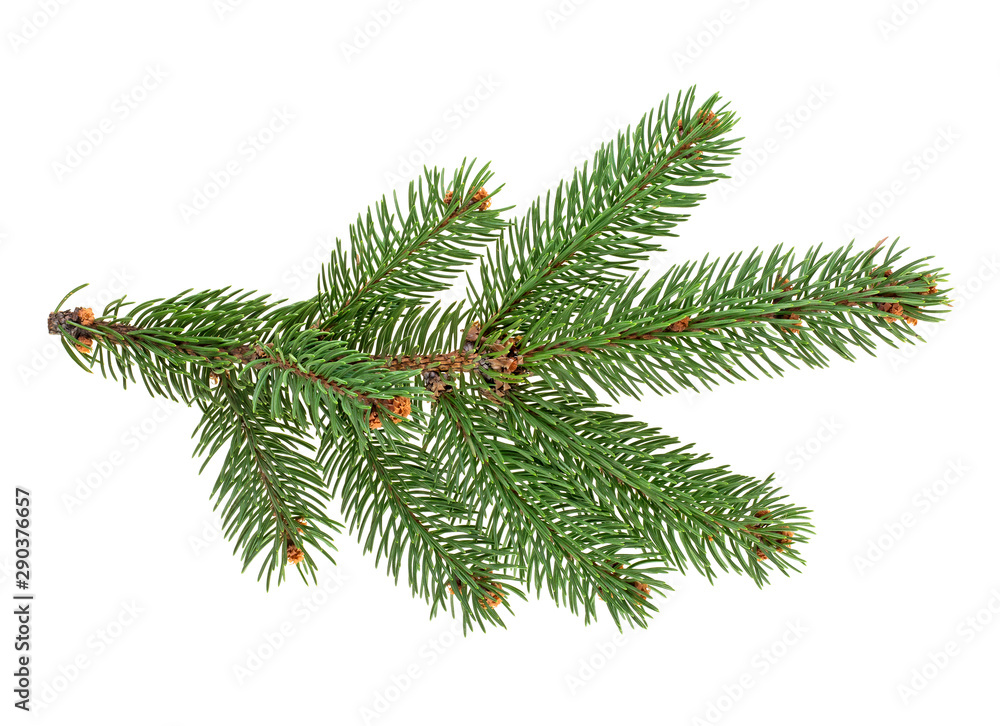 Closeup of fir branch isolated on a white background Closeup of fir branch isolated on a white background