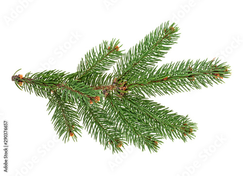 Closeup of fir branch isolated on a white background