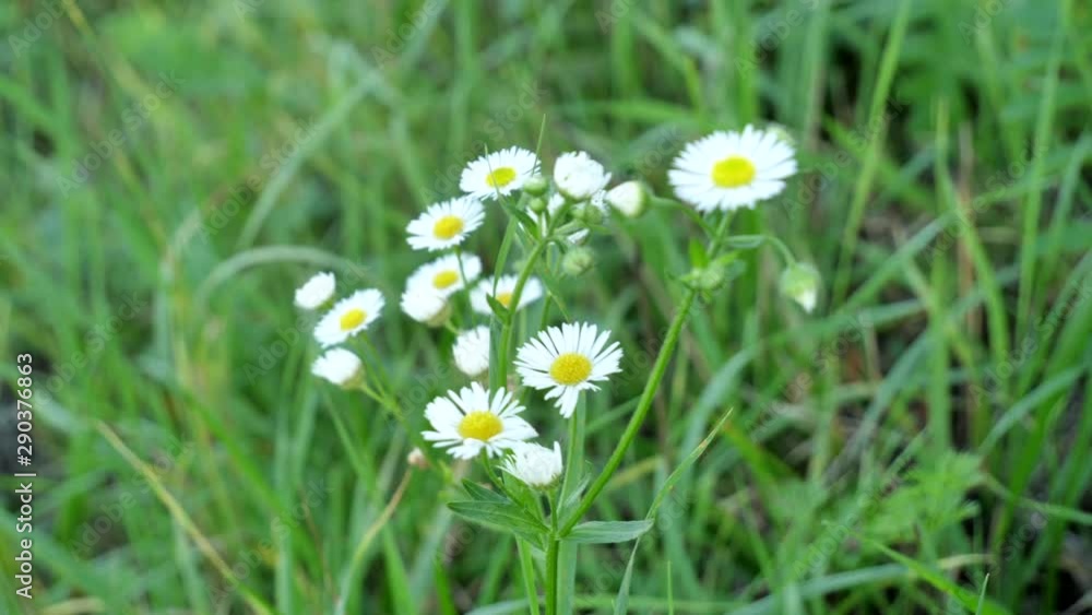 Chamomile flowers field close up with green grass. Daisy flowers. Beautiful nature scene with blooming medical chamomilles in summer. Camomille background. 4K UHD video Chamomile flowers field close up with green grass. Daisy flowers. Beautiful nature scene with blooming medical chamomilles in summer. Camomille background. 4K UHD video