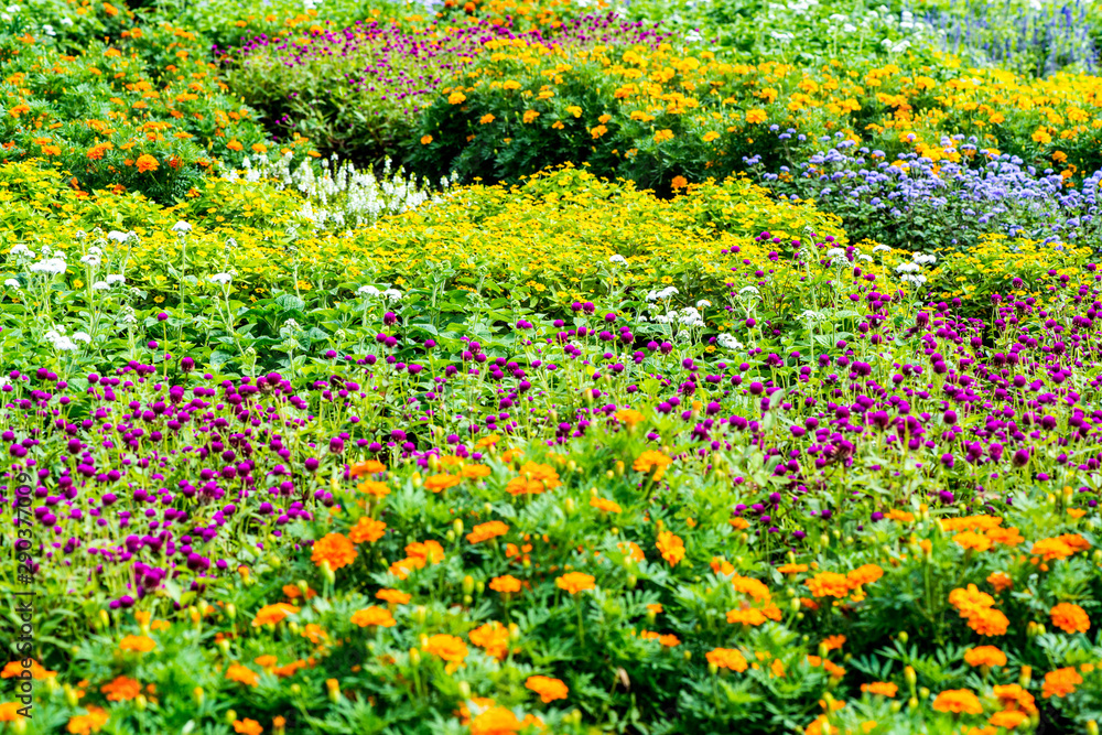 久住の秋の寄せ植え花壇