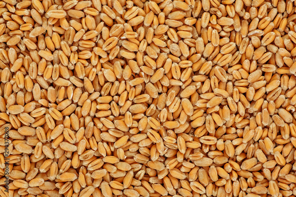 Wheat grain as background. Agricultural background. - obrazy, fototapety, plakaty 