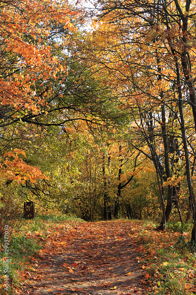 Naklejka premium Autumn park in September on a bright warm day, a path with red leaves. Beautiful bright landscape in the park, seasons, golden autumn season
